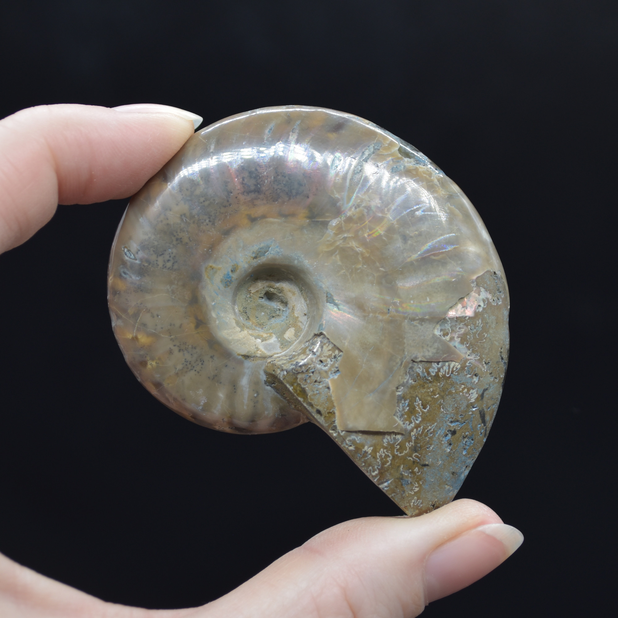 Red Fire Iridescent Ammonite Cleoniceras Fossil from Madagascar - 6cm - Image 2