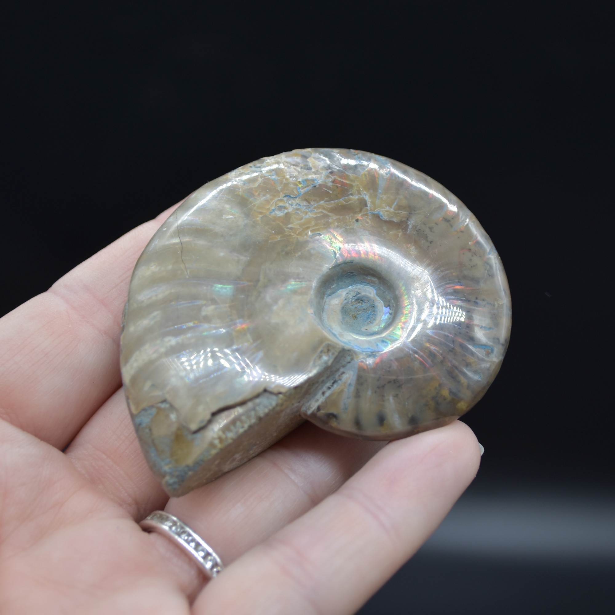 Red Fire Iridescent Ammonite Cleoniceras Fossil from Madagascar - 6cm - Image 4