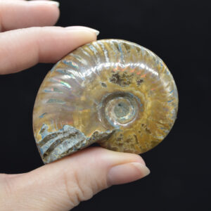 Red Fire Iridescent Ammonite Cleoniceras Fossil from Madagascar - 5.5cm