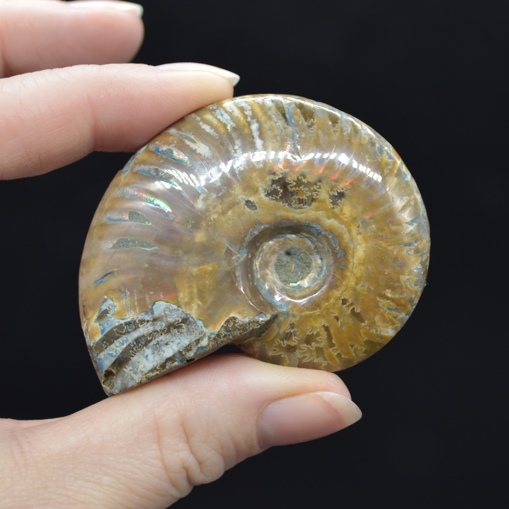 Red Fire Iridescent Ammonite Cleoniceras Fossil from Madagascar - 5.5cm