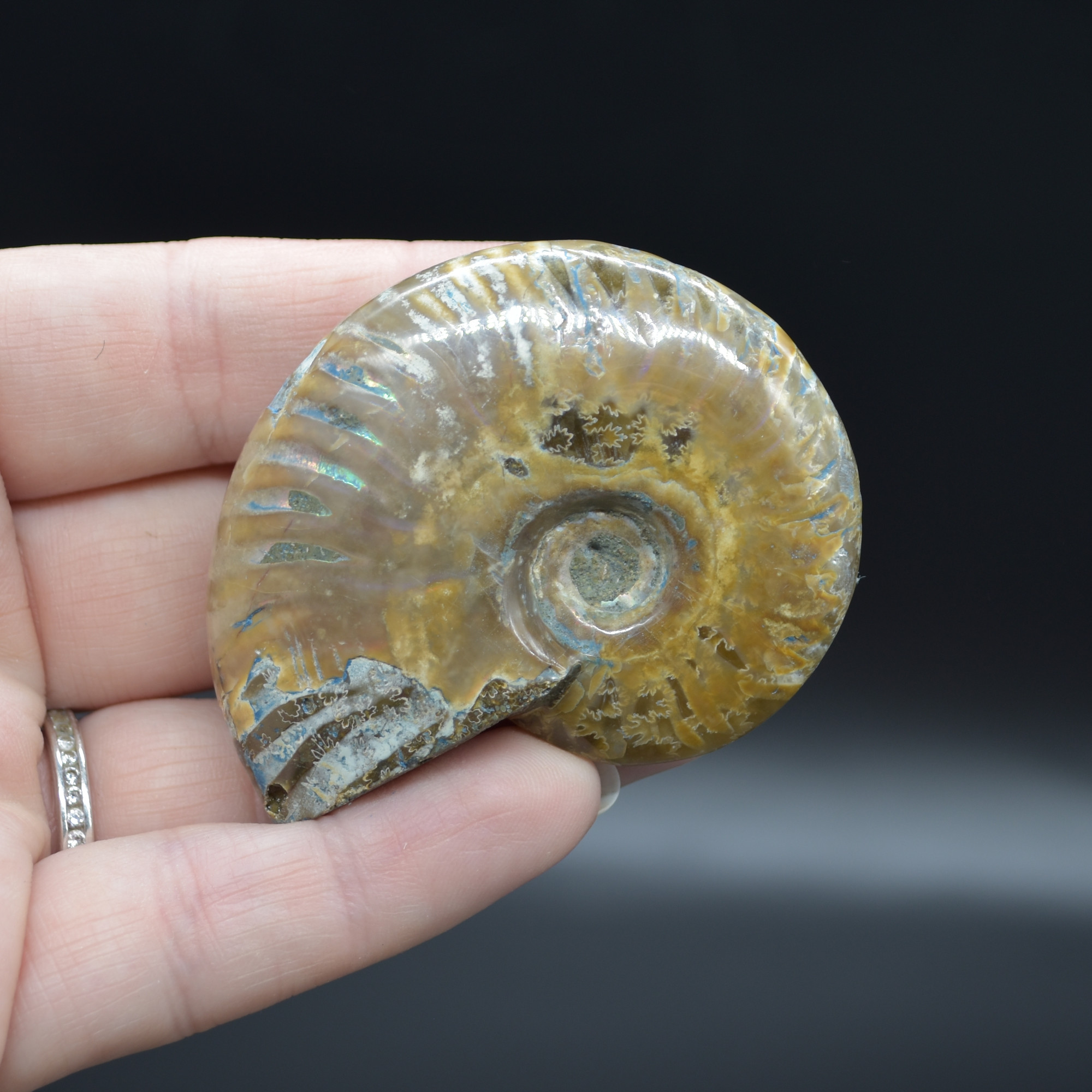 Red Fire Iridescent Ammonite Cleoniceras Fossil from Madagascar - 5.5cm - Image 3