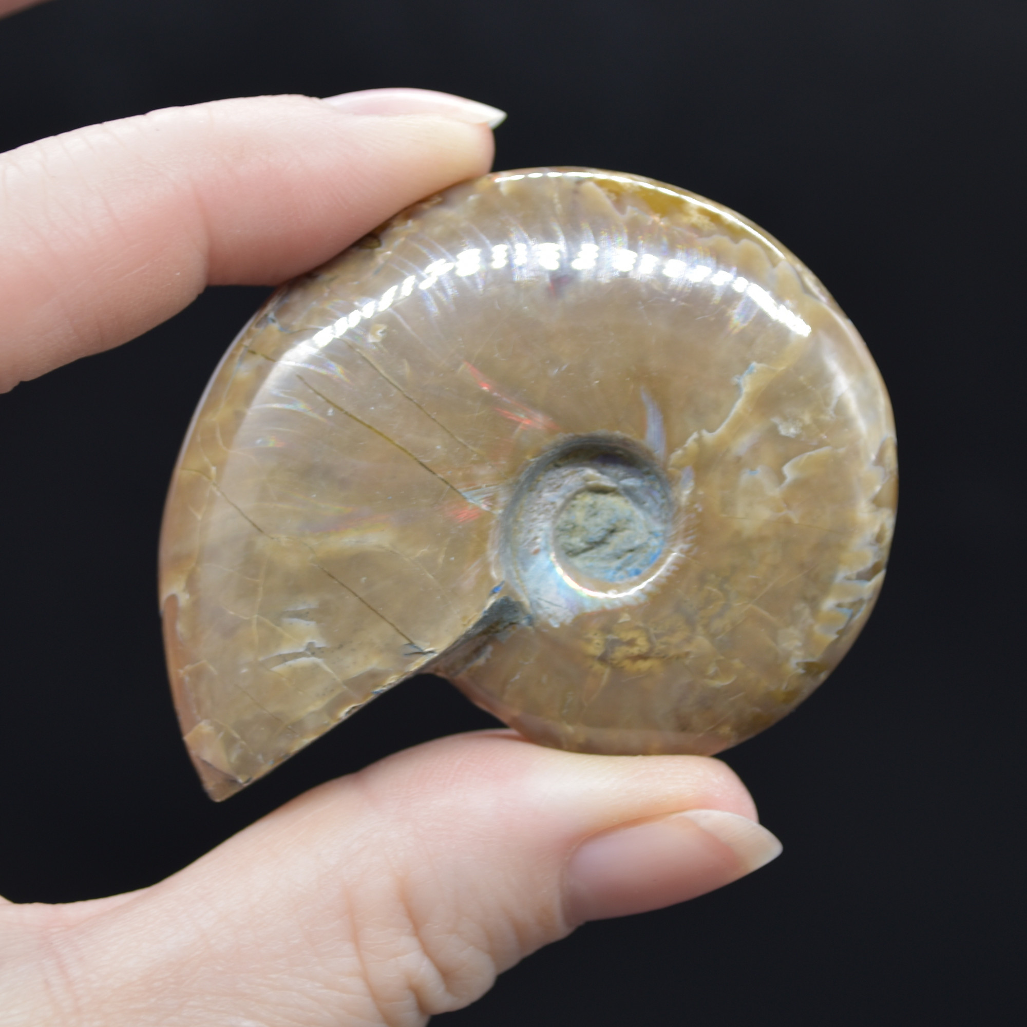 Red Fire Iridescent Ammonite Cleoniceras Fossil from Madagascar - 5.4cm