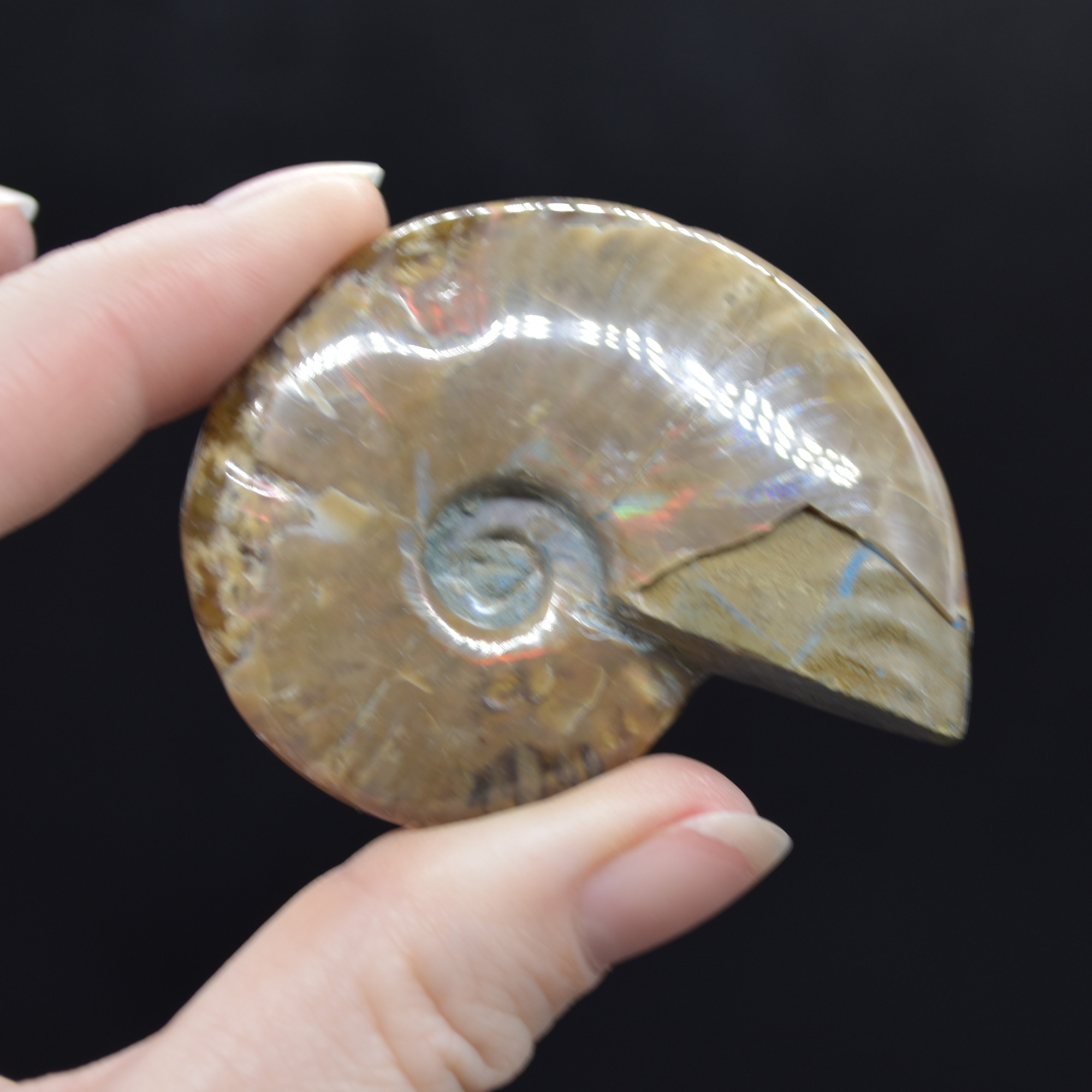 Red Fire Iridescent Ammonite Cleoniceras Fossil from Madagascar - 5.4cm - Image 2