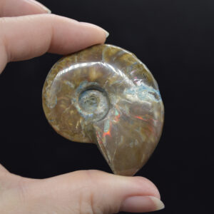 Red Fire Iridescent Ammonite Cleoniceras Fossil from Madagascar - 5cm