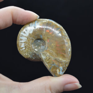 Red Fire Iridescent Ammonite Cleoniceras Fossil from Madagascar - 5.2cm