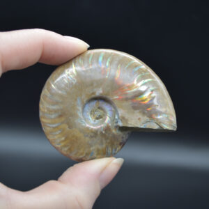 Red Fire Iridescent Ammonite Cleoniceras Fossil from Madagascar - 5.6cm