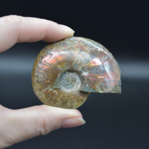 Red Fire Iridescent Ammonite Cleoniceras Fossil from Madagascar - 5.6cm