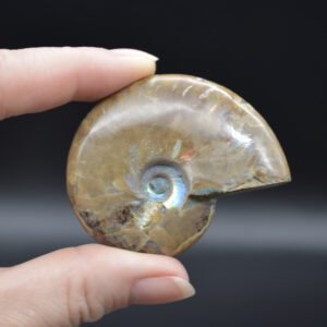 Red Fire Iridescent Ammonite Cleoniceras Fossil from Madagascar - 5.4cm