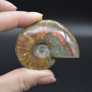 Red Fire Iridescent Ammonite Fossil