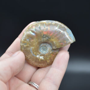 Red Fire Iridescent Ammonite Cleoniceras Fossil from Madagascar -5.2cm