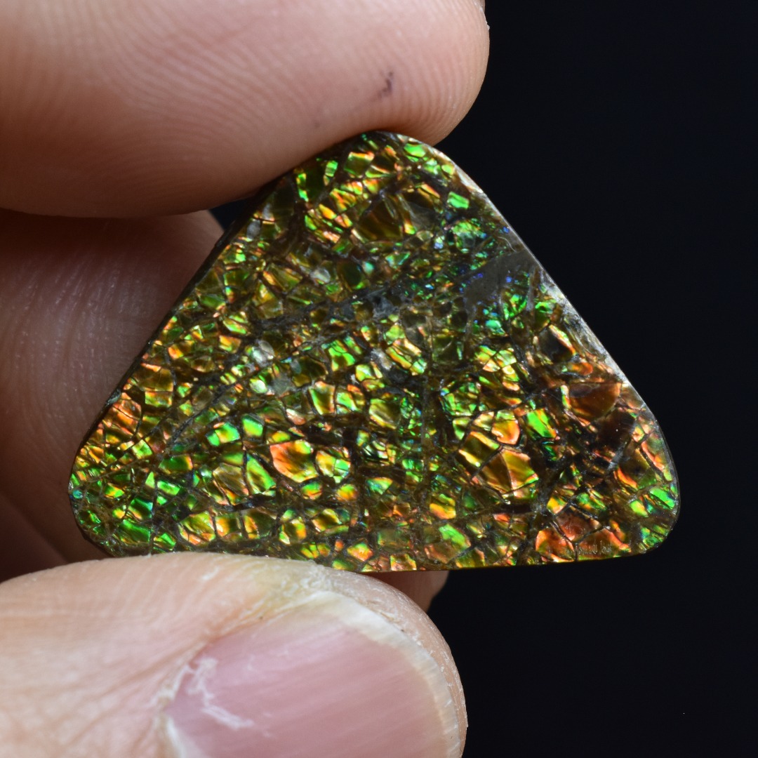 Canadian Natural Ammolite, Ammonite Freeform Polished Cabochon Specimen - 2.4cm x 2.3cm - 4.2 grams - Image 5
