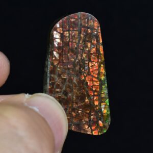 Canadian Natural Ammolite, Ammonite Freeform Polished Cabochon Specimen - 3.2cm x 1.8cm - 3.5 grams
