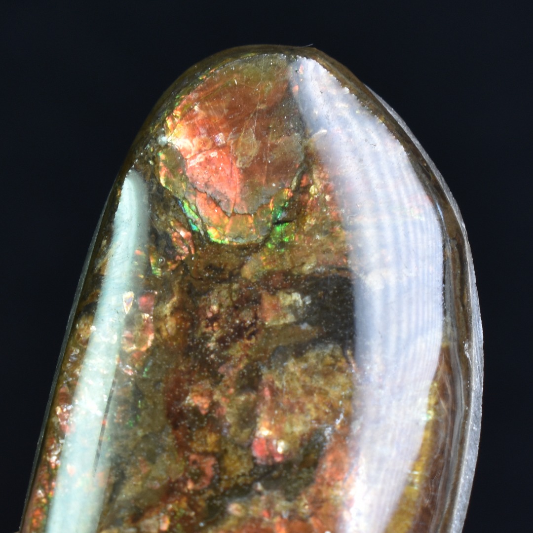 Canadian Natural Ammolite, Ammonite Freeform Polished Cabochon Specimen - 2.8cm x 1.8cm - 3.1 grams - Image 5