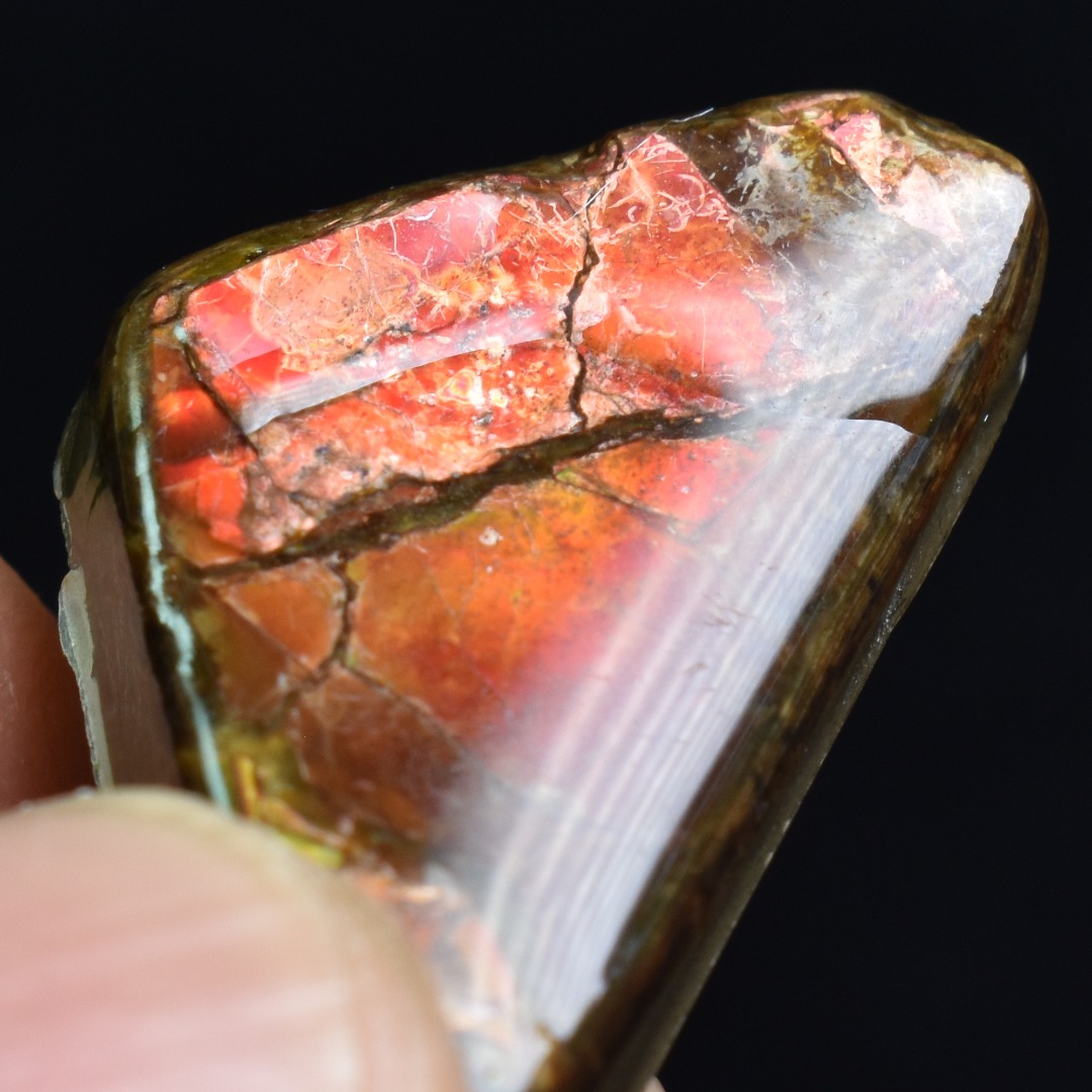 Canadian Natural Ammolite, Ammonite Freeform Polished Cabochon Specimen - 2.9cm x 1.7cm - 3.7 grams - Image 5
