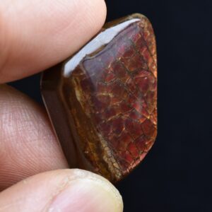Canadian Natural Ammolite, Ammonite Freeform Polished Cabochon Specimen - 2.5cm x 2.1cm - 8 grams