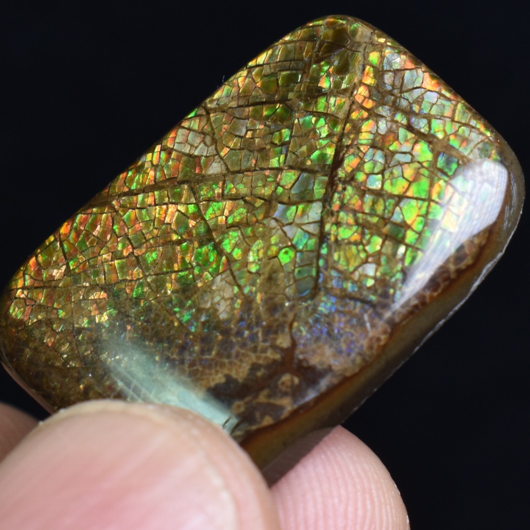 Canadian Natural Ammolite, Ammonite Freeform Polished Cabochon Specimen - 2.5cm x 1.9cm - 3.8 grams - Image 5