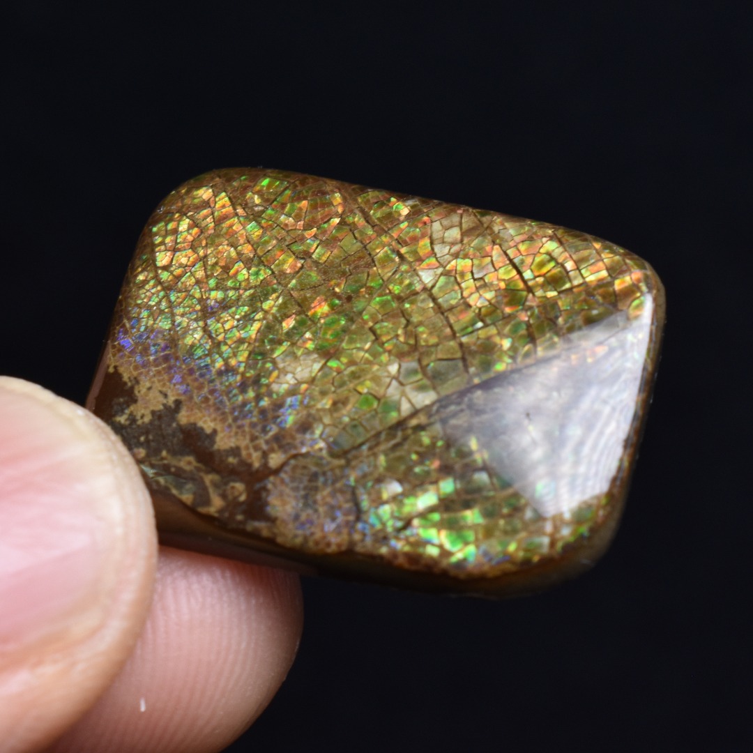 Canadian Natural Ammolite, Ammonite Freeform Polished Cabochon Specimen - 2.5cm x 1.9cm - 3.8 grams - Image 2