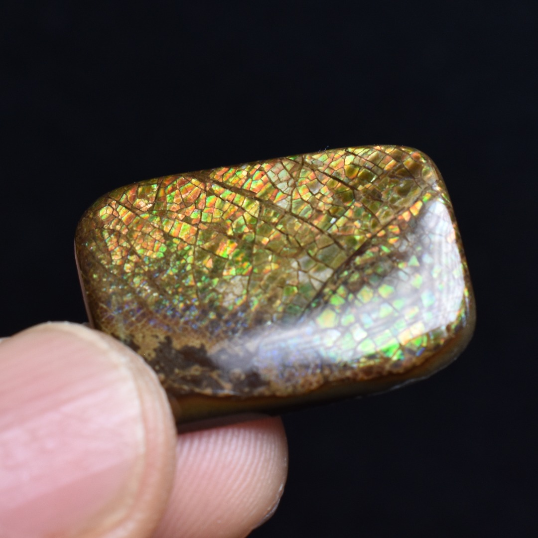 Canadian Natural Ammolite, Ammonite Freeform Polished Cabochon Specimen - 2.5cm x 1.9cm - 3.8 grams - Image 4