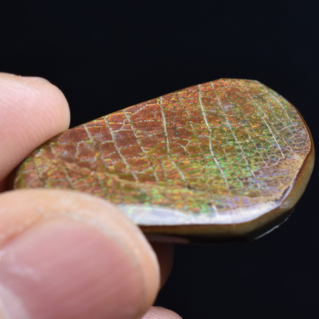 Canadian Natural Ammolite, Ammonite Freeform Polished Cabochon Specimen - 3.4cm x 2cm - 5.2 grams - Image 4