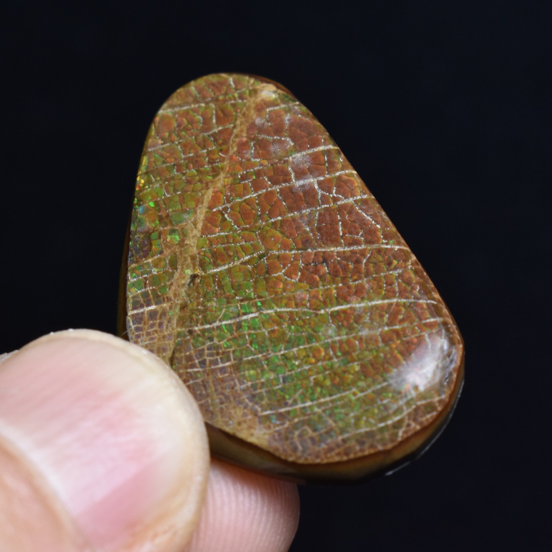 Canadian Natural Ammolite, Ammonite Freeform Polished Cabochon Specimen - 3.4cm x 2cm - 5.2 grams - Image 2