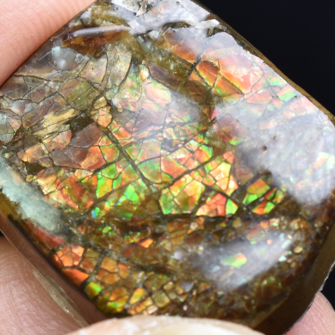 Canadian Natural Ammolite, Ammonite Freeform Polished Cabochon Specimen - 2.2cm x 1.8cm - 5.4 grams - Image 5