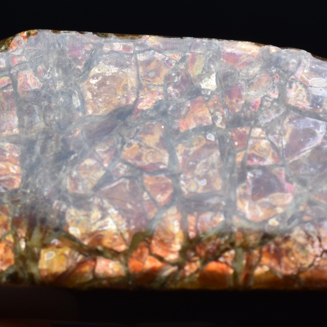 Canadian Natural Ammolite, Ammonite Freeform Polished Cabochon Specimen - 4.5cm x 1.7cm - 14.7 grams - Image 2