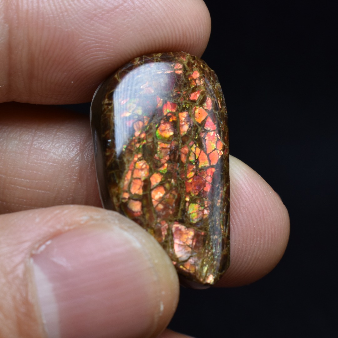 Canadian Natural Ammolite, Ammonite Freeform Polished Cabochon Specimen - 2.7cm x 1.5cm - 5.1 grams - Image 4