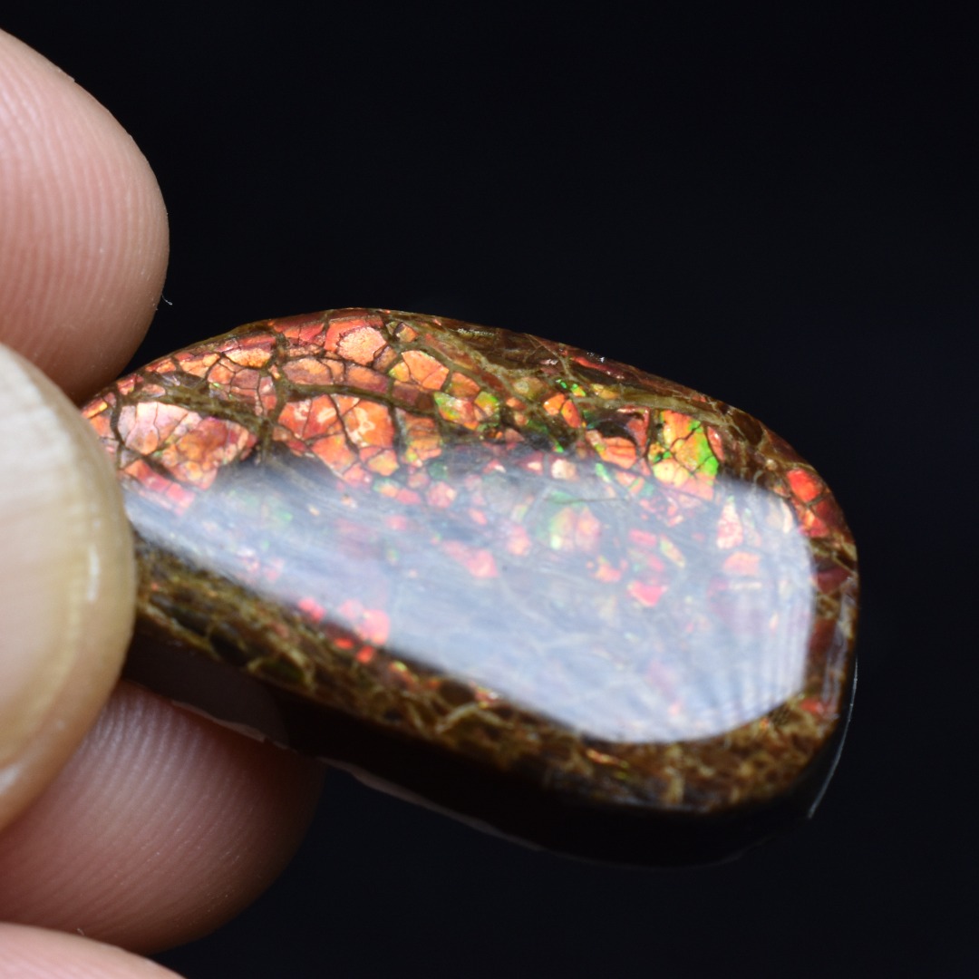 Canadian Natural Ammolite, Ammonite Freeform Polished Cabochon Specimen - 2.7cm x 1.5cm - 5.1 grams - Image 2