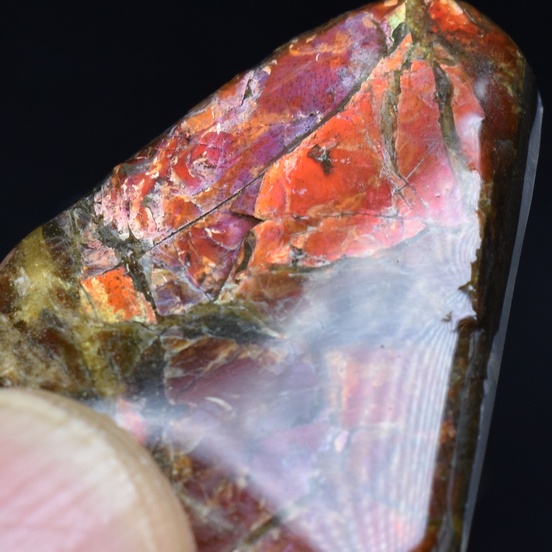 Canadian Natural Ammolite, Ammonite Freeform Polished Cabochon Specimen - 3.3cm x 2.6cm - 6.7 grams - Image 3
