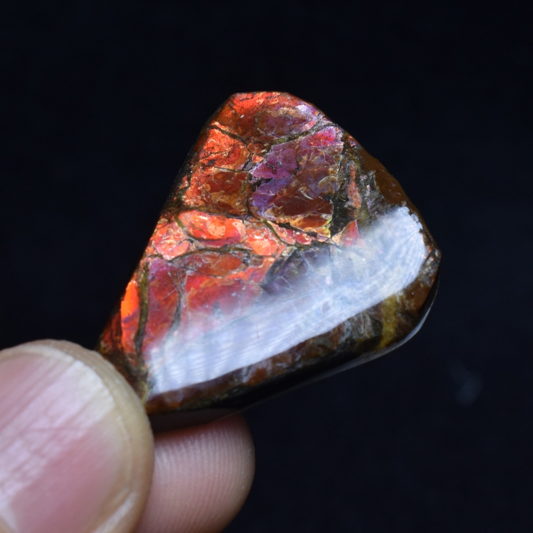 Canadian Natural Ammolite, Ammonite Freeform Polished Cabochon Specimen - 3.3cm x 2.6cm - 6.7 grams - Image 6