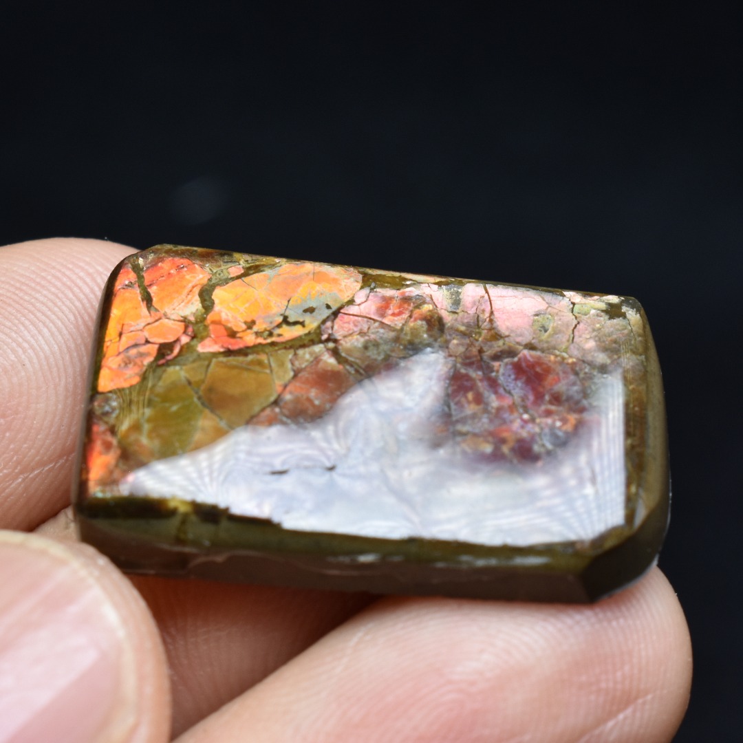 Canadian Natural Ammolite, Ammonite Freeform Polished Cabochon Specimen - 2.8cm x 1.8cm - 6.1 grams - Image 2