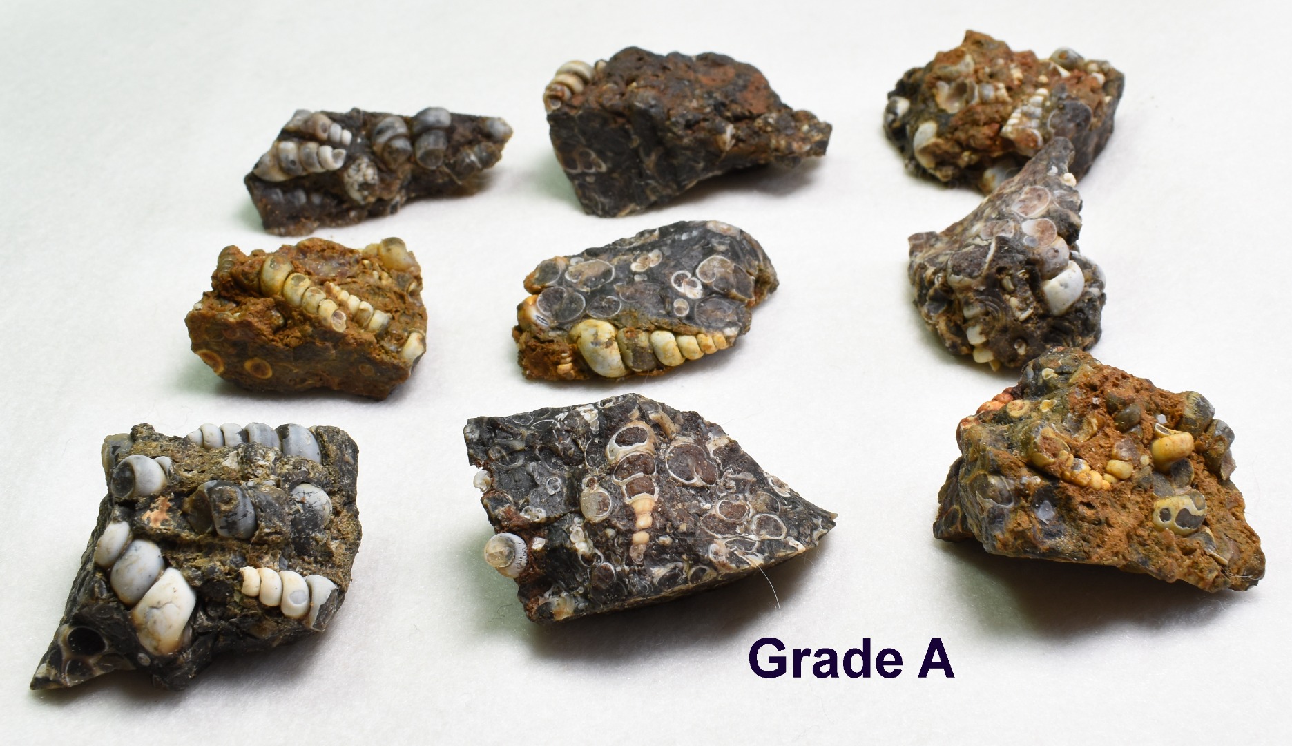 Turritella Agate Rough, Raw Fossil Specimen from Wyoming, USA - 2 Options - Image 2