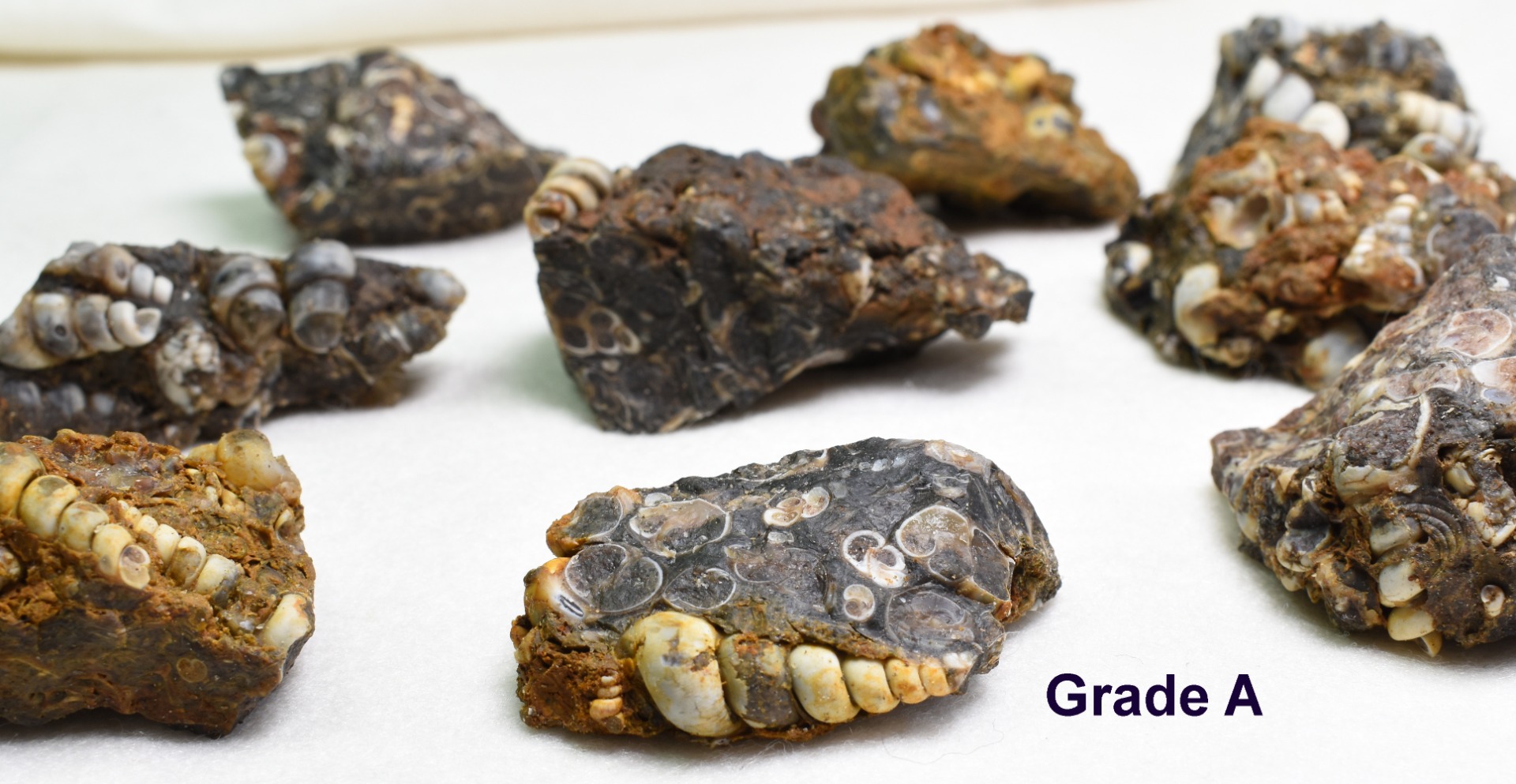 Turritella Agate Rough, Raw Fossil Specimen from Wyoming, USA - 2 Options - Image 3