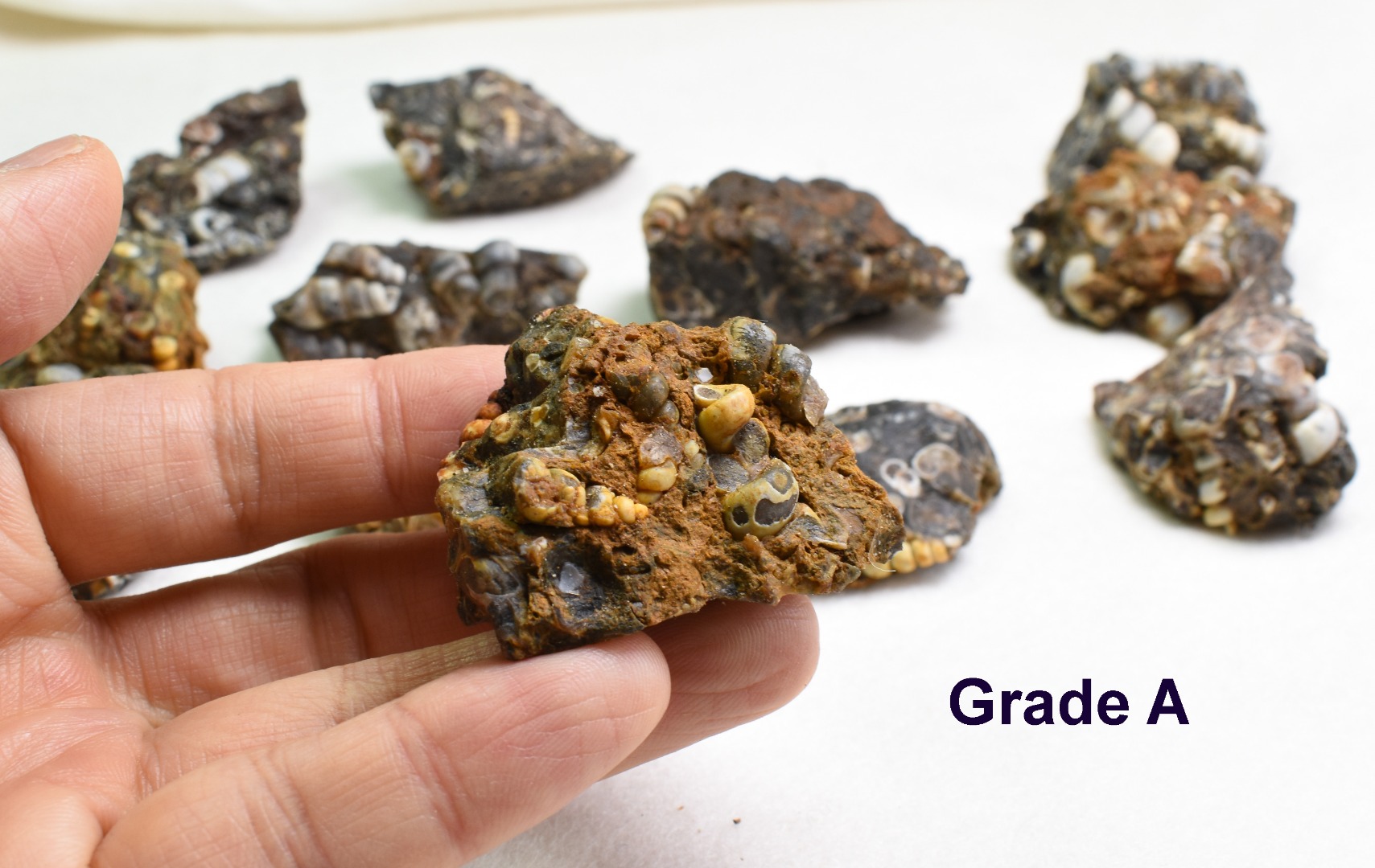 Turritella Agate Rough, Raw Fossil Specimen from Wyoming, USA - 2 Options - Image 7