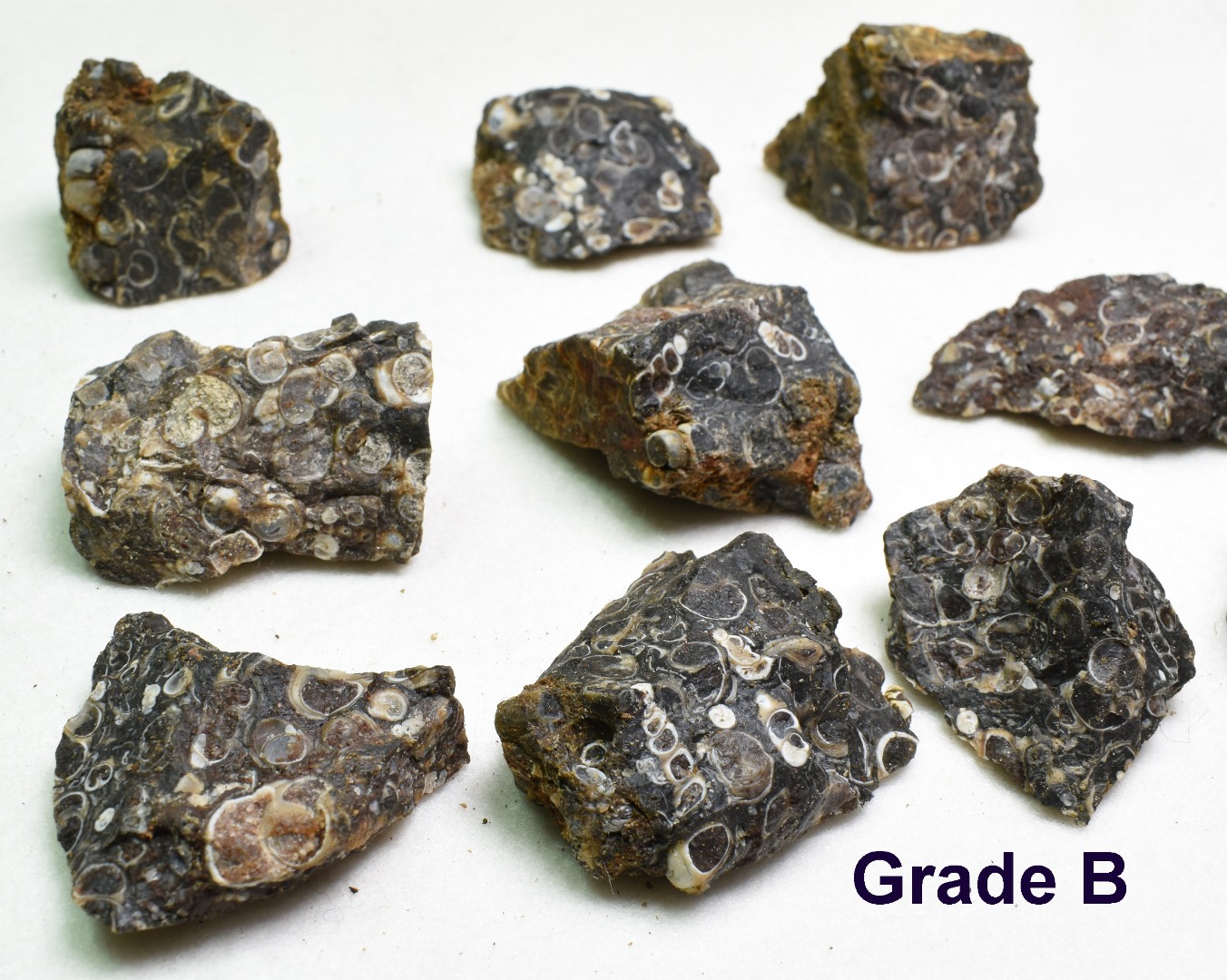 Turritella Agate Rough, Raw Fossil Specimen from Wyoming, USA - 2 Options - Image 6