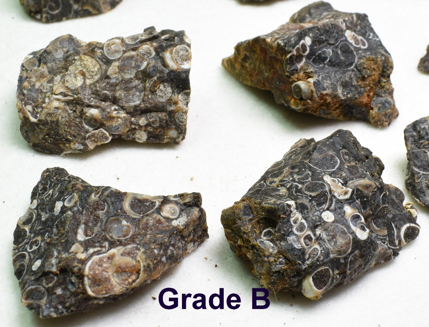 Turritella Agate Rough, Raw Fossil Specimen from Wyoming, USA - 2 Options - Image 4