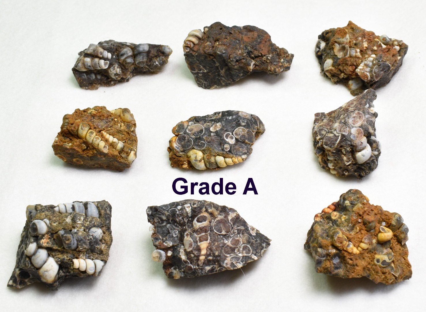 Turritella Agate Rough, Raw Fossil Specimen from Wyoming, USA - 2 Options - Image 8