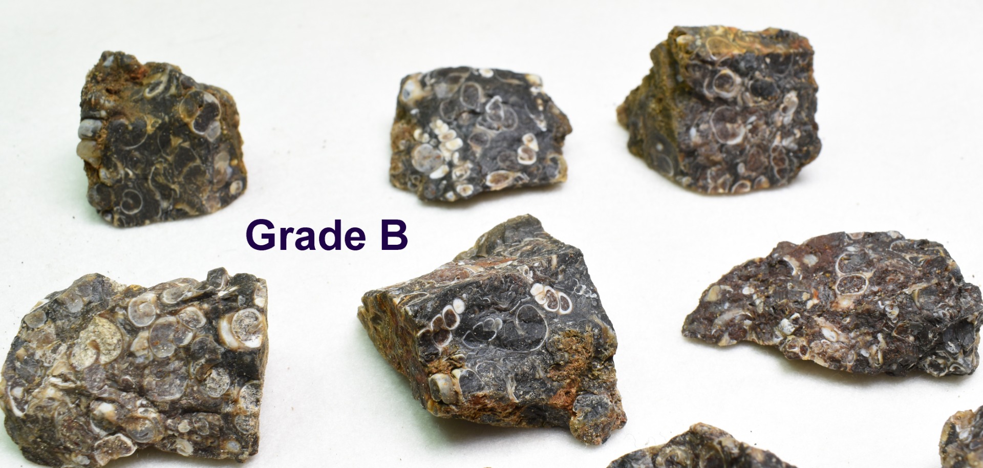 Turritella Agate Rough, Raw Fossil Specimen from Wyoming, USA - 2 Options - Image 5
