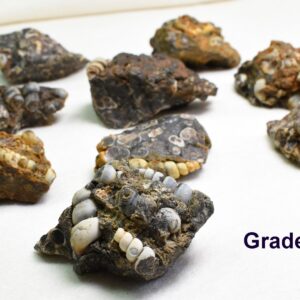 Turritella Agate Rough, Raw Fossil Specimen from Wyoming, USA - 2 Options