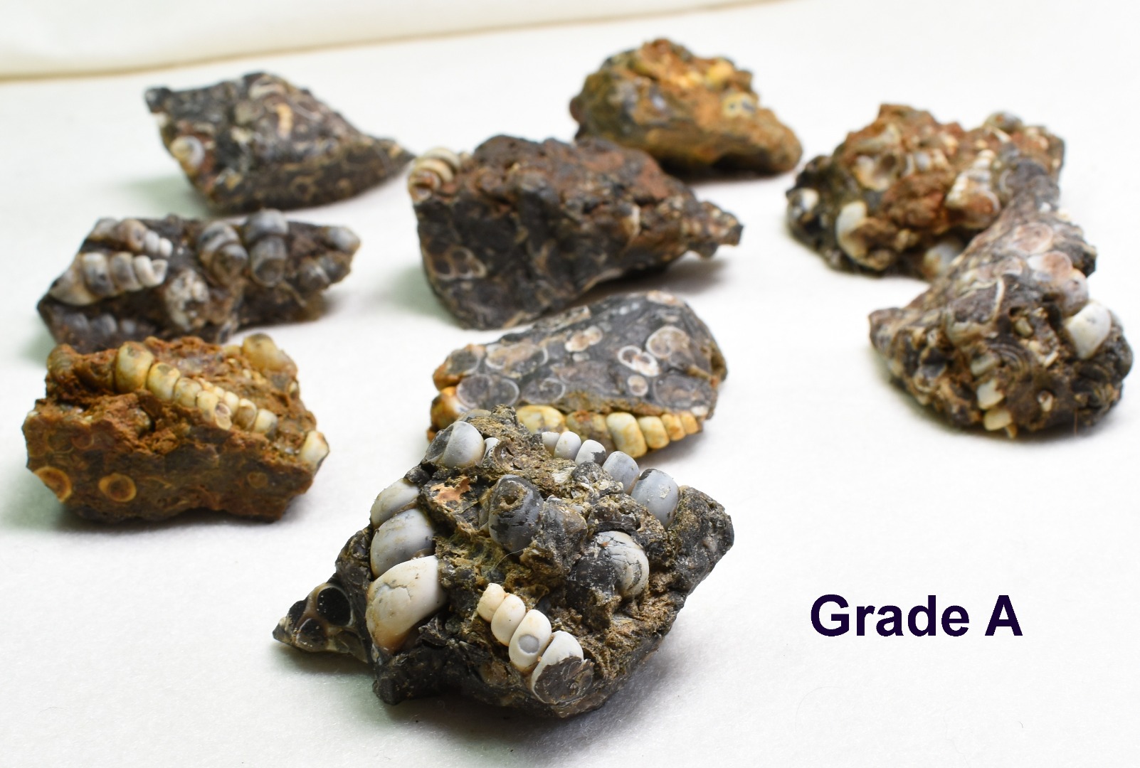 Turritella Agate Rough, Raw Fossil Specimen from Wyoming, USA - 2 Options