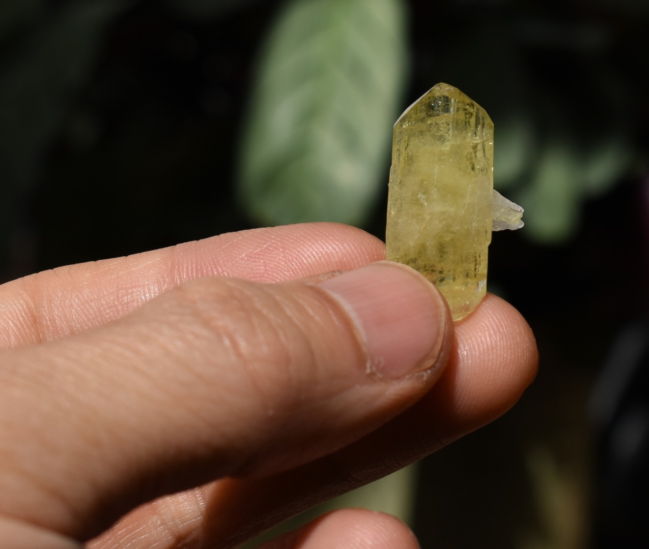 Brazilianite Crystal Cluster with Albite & Muscovite - from Linopolis, Minas Gerais, Brazil, museum quality, 3.5g - Image 7
