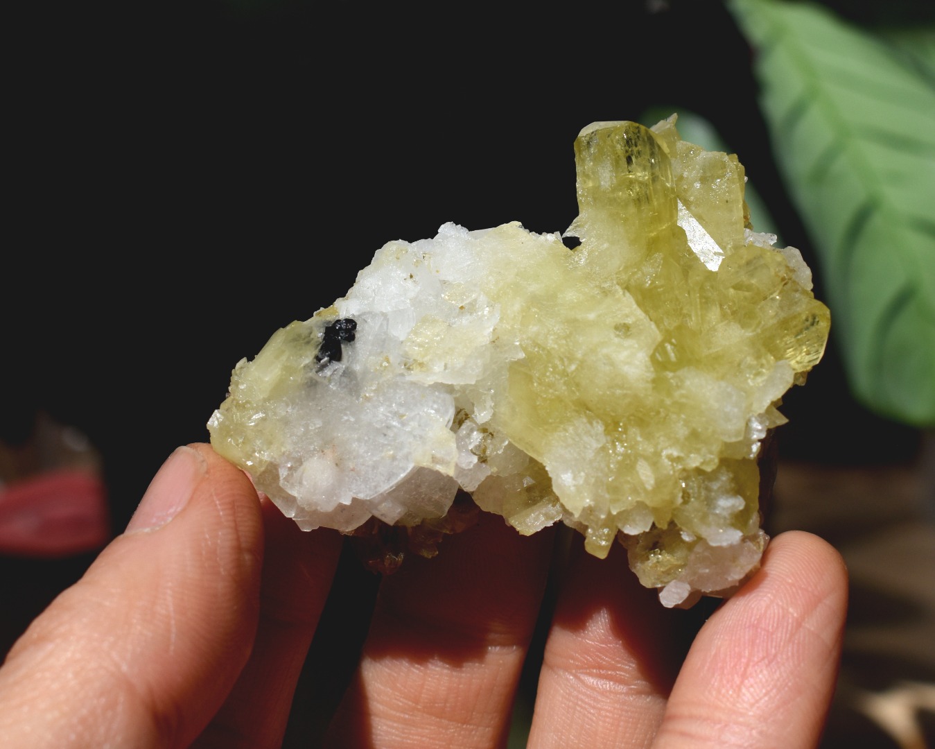 Brazilianite Crystal Cluster with Albite, Muscovite, Black Tourmaline - from Linopolis, Minas Gerais, Brazil, museum quality, 59.8g - Image 9